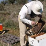 Beekeeper for a Day close to Nafplio - Hive Inspection and the Role of the Queen Bee