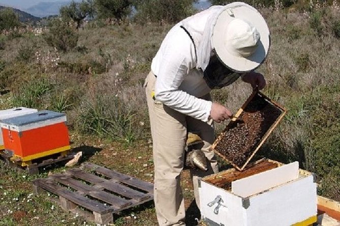 Beekeeper for a Day close to Nafplio - Hive Inspection and the Role of the Queen Bee