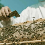 Beekeeping Tour and Honey Tasting Experience in Monferrato - Visiting the Apiary in Villafranca dAsti