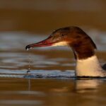 Beginners Wildlife Photography Workshop - Meeting in the Scenic Hogganfield Loch Car Park