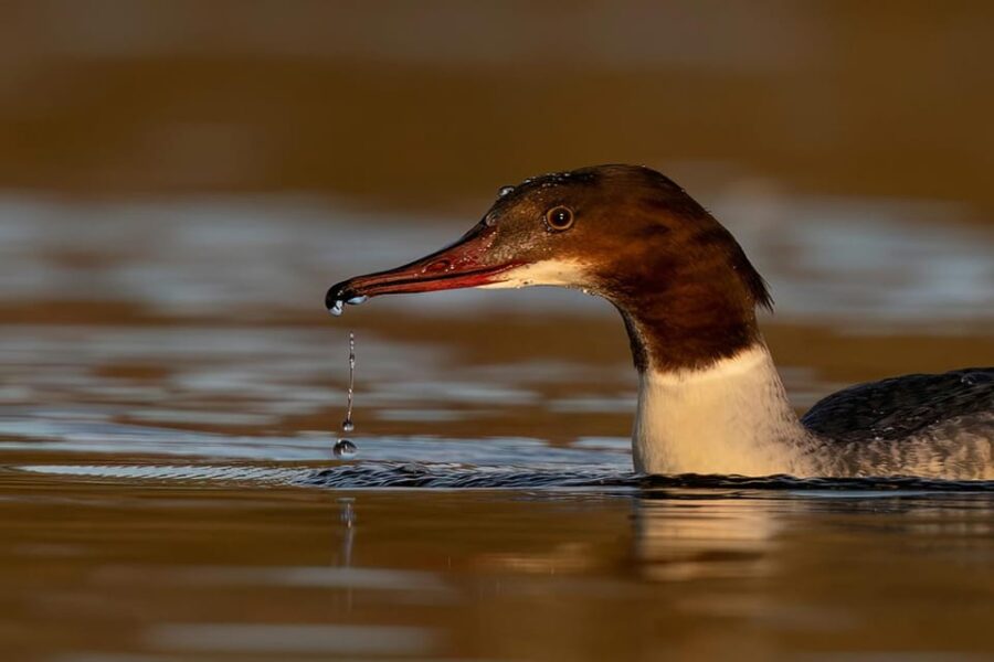 Beginners Wildlife Photography Workshop - Meeting in the Scenic Hogganfield Loch Car Park