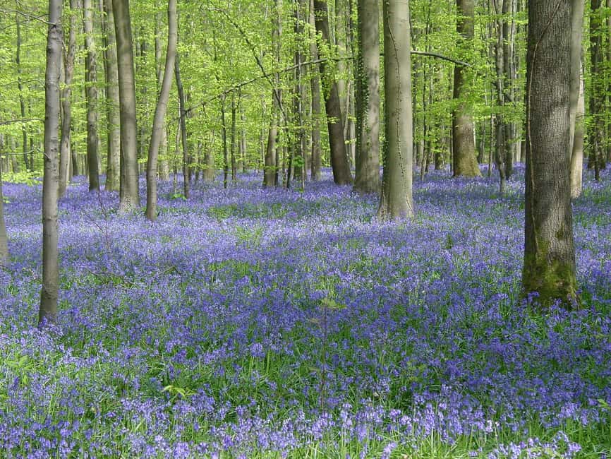 Belgium: Hallerbos Blue Forest Guided Tour - Starting Point at Brussels Central Station and Pickup Details