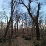 Belgrade: Kosutnjak forest hiking tour - Starting Point at the Prince Mihailo Residence in Topcider Park