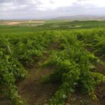 Belice wine tasting and flavors at winery in Menfi - Logistics and Meeting Details