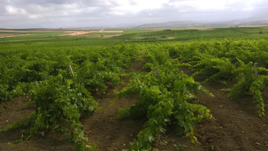 Belice wine tasting and flavors at winery in Menfi - Logistics and Meeting Details