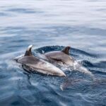 Benalmadena: Dolphin Sighting Boat Tour - The Departure Point at Sea Love Experience