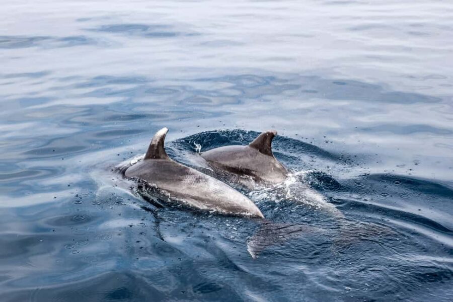 Benalmadena: Dolphin Sighting Boat Tour - The Departure Point at Sea Love Experience