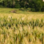 Benevento: picnic among the olive groves of the Sannio and tour of the estate - The Setting: Olive Groves and Vineyards Near Benevento