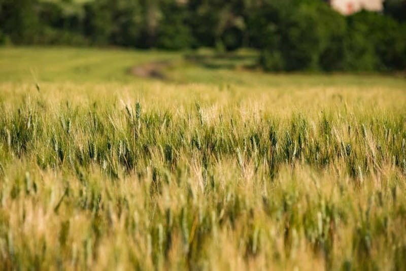 Benevento: picnic among the olive groves of the Sannio and tour of the estate - The Setting: Olive Groves and Vineyards Near Benevento