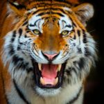 Benidorm: Terra Natura and Aqua Natura Combo Day Ticket - Explore More Than 1,500 Animals at Terra Natura Benidorm