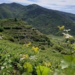Berat 4x4 Off-Road and Vineyard Wine Tasting - Visiting Malinat Village: A Hub of Vineyards and Tradition