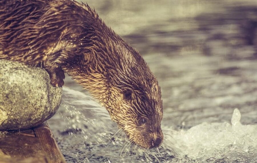 Bergen: Bergen Aquarium Entry Ticket - Exploring the Penguin and Sea Lion Exhibits