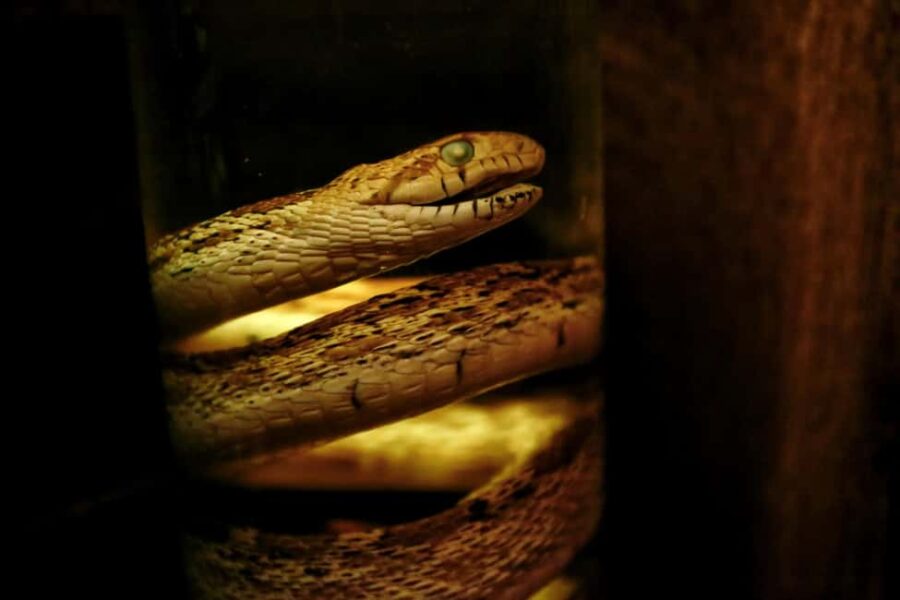 Berlin: Interactive Sherlock Holmes Live Escape Theater - Touring Sherlock’s Apartment in Berlin’s Center