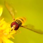 Berlin: Macro photography course - Nature in detail - Discovering the Macro Photography Setting in Berlin’s Großer Tiergarten
