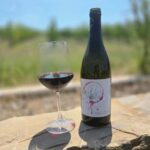 Bertinoro: Romagna Wines Authentic Tasting Experience - Exploring the Wines Tasted at the Family Winery