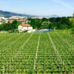 Bilbao: Guided Txacoli Wine Tasting - Tasting Two Distinct Txakoli Wines
