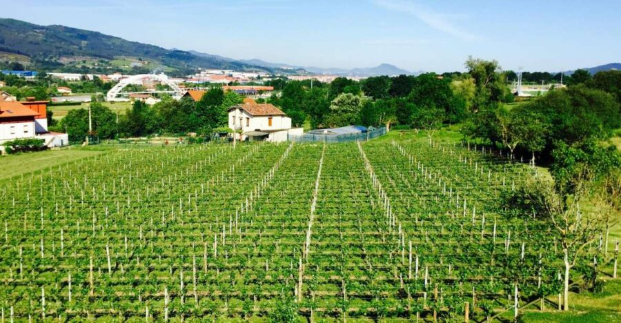 Bilbao: Guided Txacoli Wine Tasting - Tasting Two Distinct Txakoli Wines