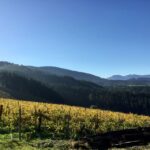 Bilbao Txakoli Wine Tour - The Basque White Wine: What Makes Txakoli Special?