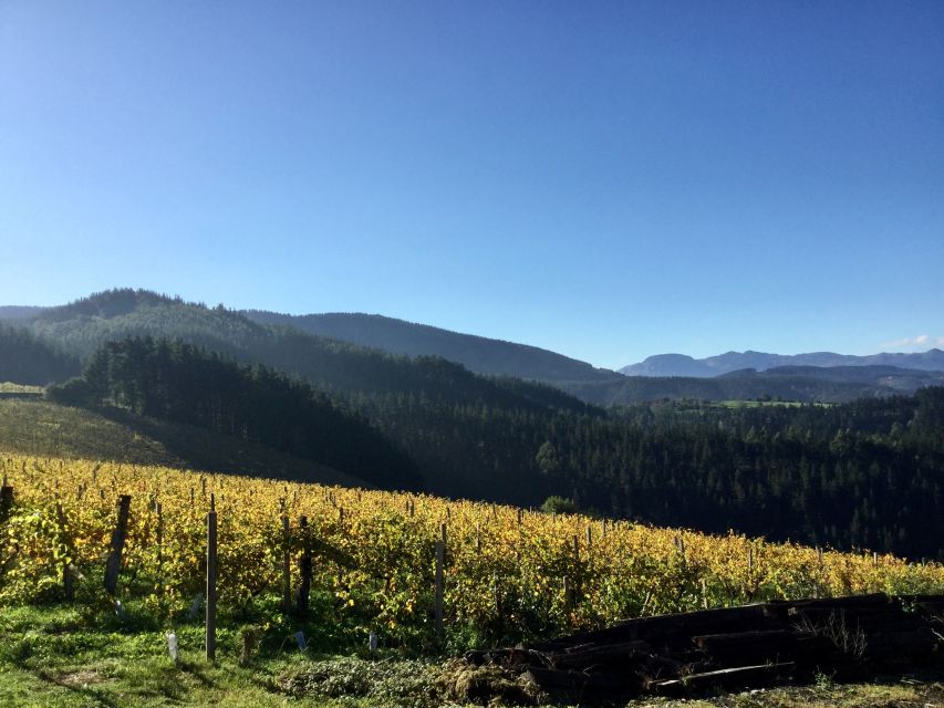 Bilbao Txakoli Wine Tour - The Basque White Wine: What Makes Txakoli Special?