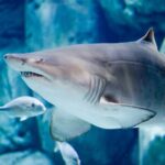 Bioparc Aquarium of Gijon Entry Ticket - Encounter with Sharks, Turtles, and Other Marine Giants