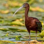 Bird watching in Danube Delta - Private day tour from Bucharest - Departure Details and Booking Insights