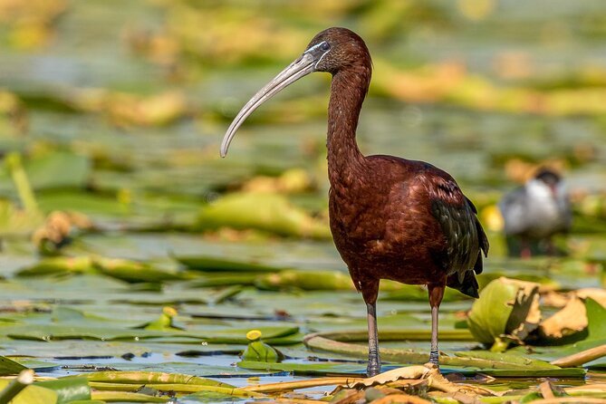 Bird watching in Danube Delta - Private day tour from Bucharest - Departure Details and Booking Insights