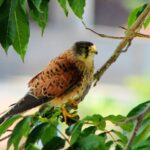 Bird Watching The Raptors - Madeira’s Endemic Raptors and Their Significance