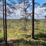 Bird Watching tour in Natural Park near Riga (Latvia) - Baltic Sea Coast and Mole: A Coastal Birding Experience