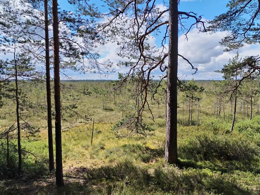 Bird Watching tour in Natural Park near Riga (Latvia) - Baltic Sea Coast and Mole: A Coastal Birding Experience