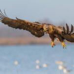 BIRDWATCH - Premium guided canoe tour at Cape Vente, Nemunas Delta Regional Park - Starting the Day with a Briefing and Canoe Practice
