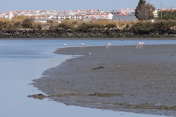 Birdwatching Boat Tour so close to Lisbon - Discovering the Tagus Estuary and Its Natural Beauty