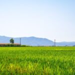 Birdwatching in the Ebro Delta - From the Lagoon to Fangars Bay Coastal Walks