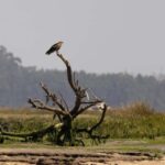 Birdwatching Solar Boat Tour Aveiro Lagon - Starting Point at Cais do Sal in Aveiro