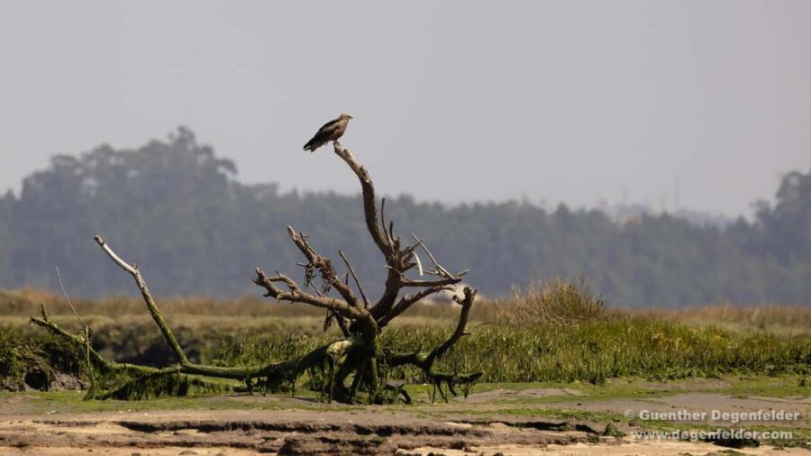 Birdwatching Solar Boat Tour Aveiro Lagon - Starting Point at Cais do Sal in Aveiro