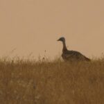 Birdwatching tour in Mértola and Castro Verde region - Focus on Bird Species and Sightings