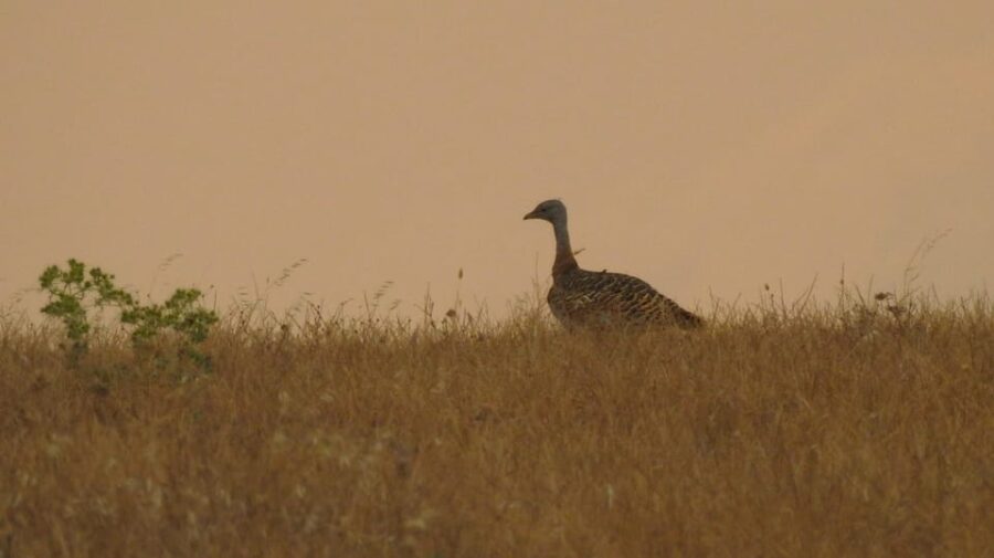 Birdwatching tour in Mértola and Castro Verde region - Focus on Bird Species and Sightings