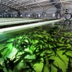 Black Caviar and Sparkling Wine Tour - Location of the Black Caviar and Sparkling Wine Tour in Tiraspol