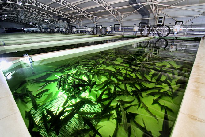 Black Caviar and Sparkling Wine Tour - Location of the Black Caviar and Sparkling Wine Tour in Tiraspol