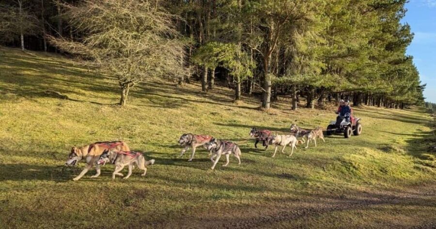 Blairgowrie: Husky Ride and Meet the Pack - Meeting the Championship Sled Dog Team