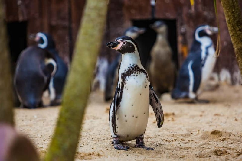 Blankenberge: SEA LIFE Entry Ticket - Exploring Over 50 Aquariums and Unique Marine Exhibits