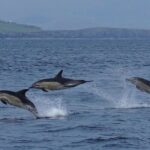 Blasket Island Eco Tour. - The Itinerary: From Slea Head to Seal Colonies