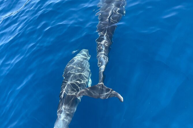 Blue cave tour with a speedboat-small group - Exploring the Green Caves and Marine Life