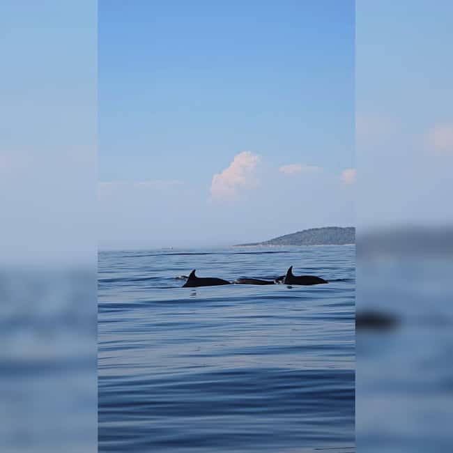 Blue Lagoon, Trogir & iovo - Speedboat Tour from Split - Exploring the Blue Lagoon: Croatia’s Hidden Sea Treasure