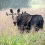 Bodø: Northern Norway Moose Safari - Starting Point at Scandic Havet and Transportation Details
