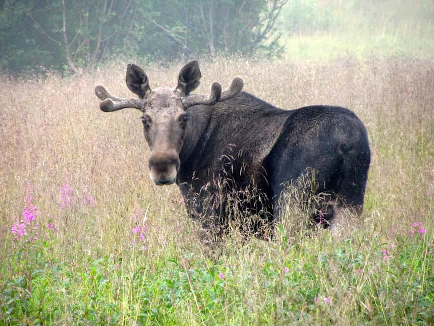 Bodø: Northern Norway Moose Safari - Starting Point at Scandic Havet and Transportation Details
