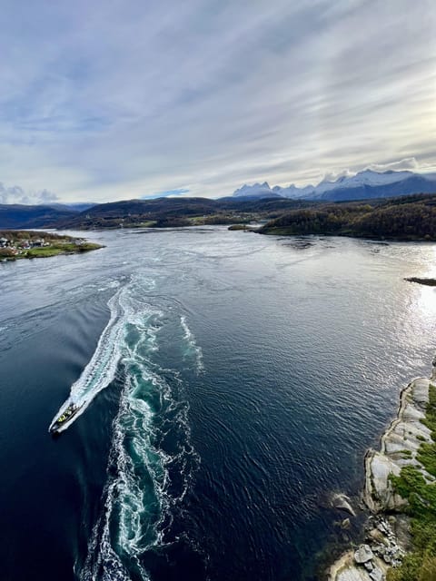 Bodø: Saltstraumen RIB Safari - The Boat Safari Experience