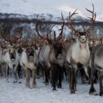 Bodø: Sami Experience in Bodø - Starting Point at Bodø Tourist Information