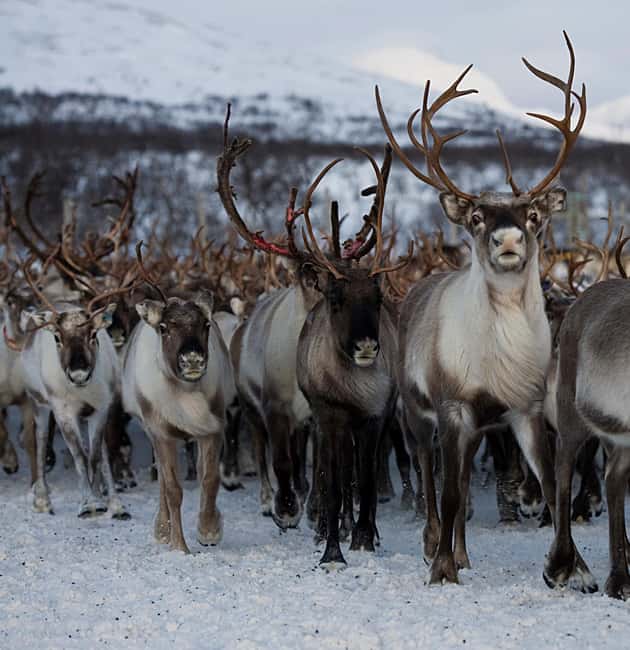 Bodø: Sami Experience in Bodø - Starting Point at Bodø Tourist Information