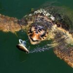 Bodrum Turtle Beach Tour With Mud Baths & King Tombs - Starting From Bodrum: Convenient Hotel Pickup