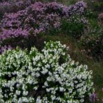 Bog Safari Hike - Discover Ireland’s Primeval Peatlands and Their Cultural Significance